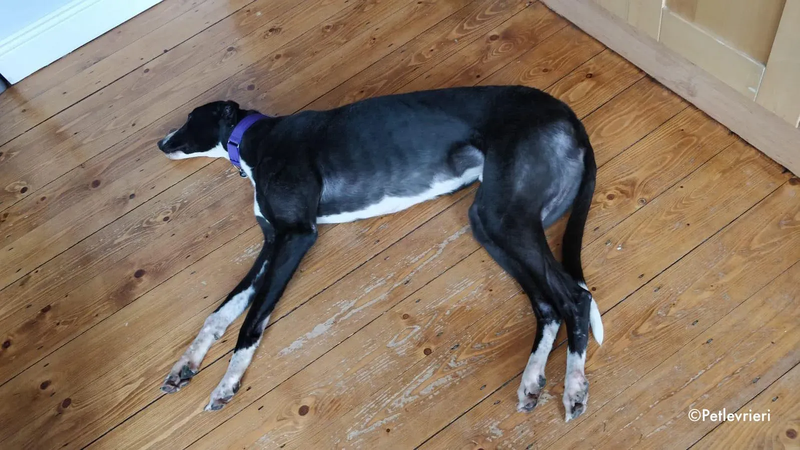 fabhino adozione levrieri greyhound 2