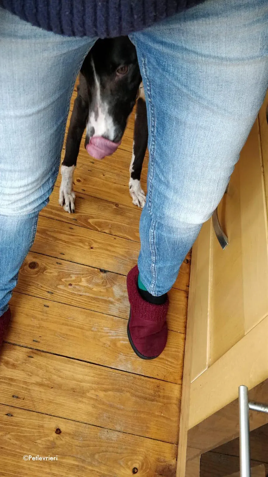 fabhino adozione levrieri greyhound 3