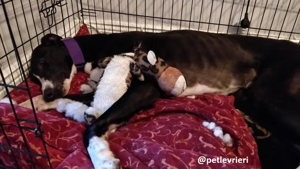 fabinho adozione greyhound