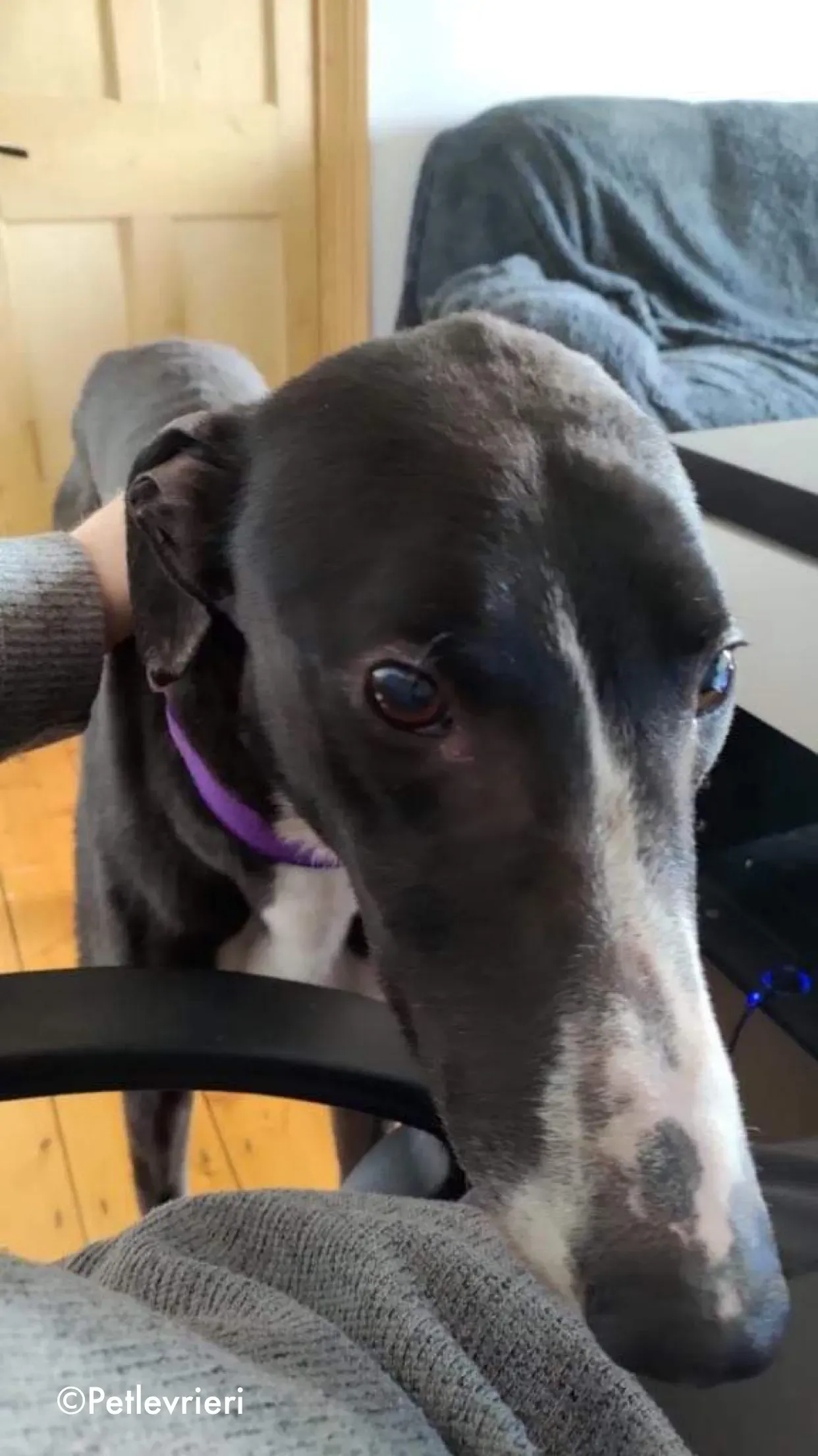 fabinho adozione levrieri greyhound 1 1