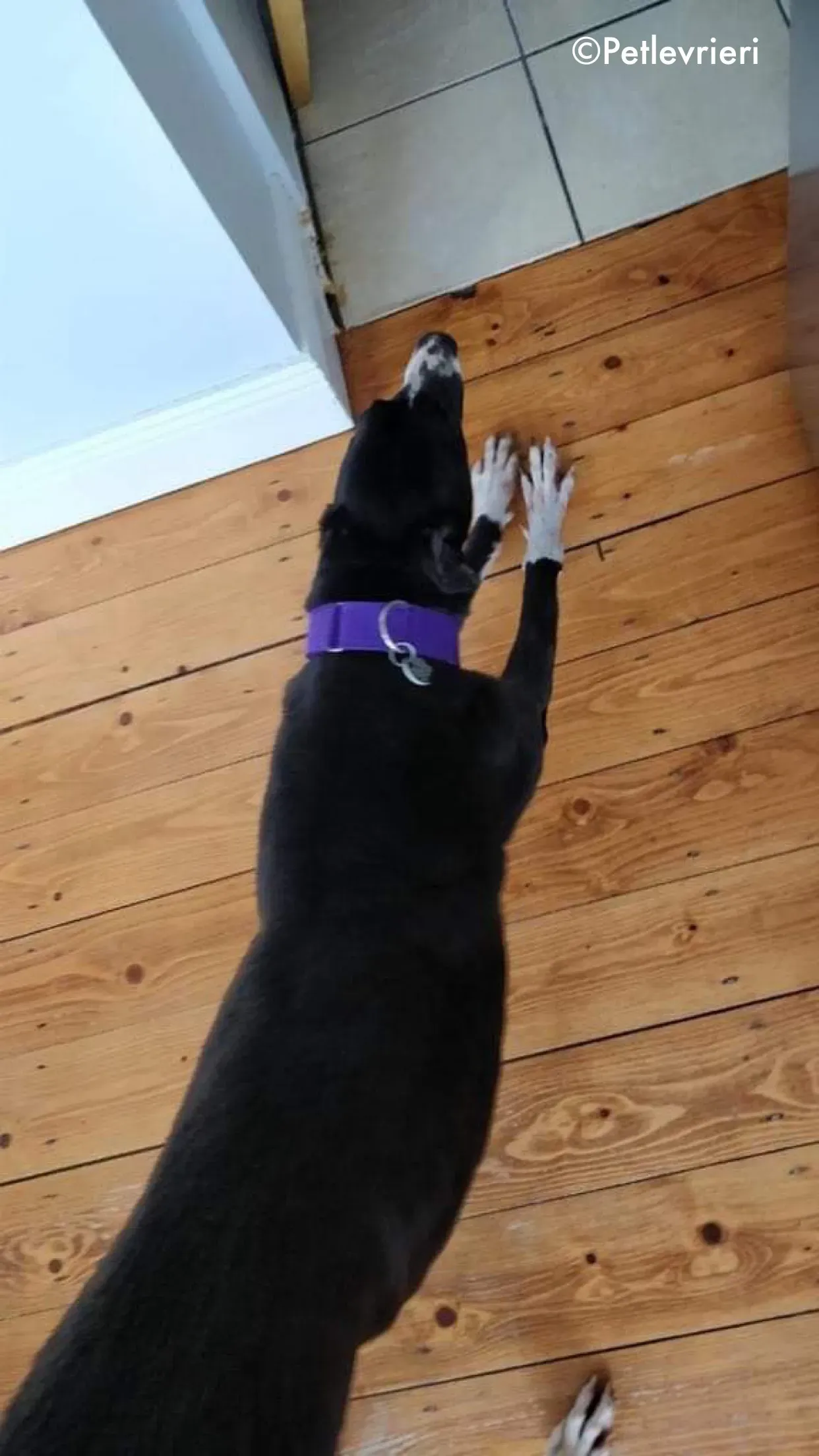 fabinho adozione levrieri greyhound 2 1