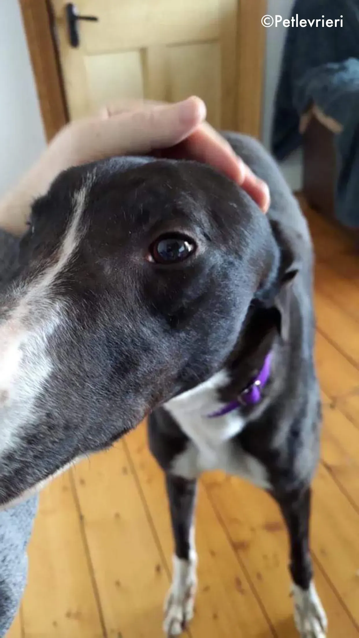 fabinho adozione levrieri greyhound 3 1