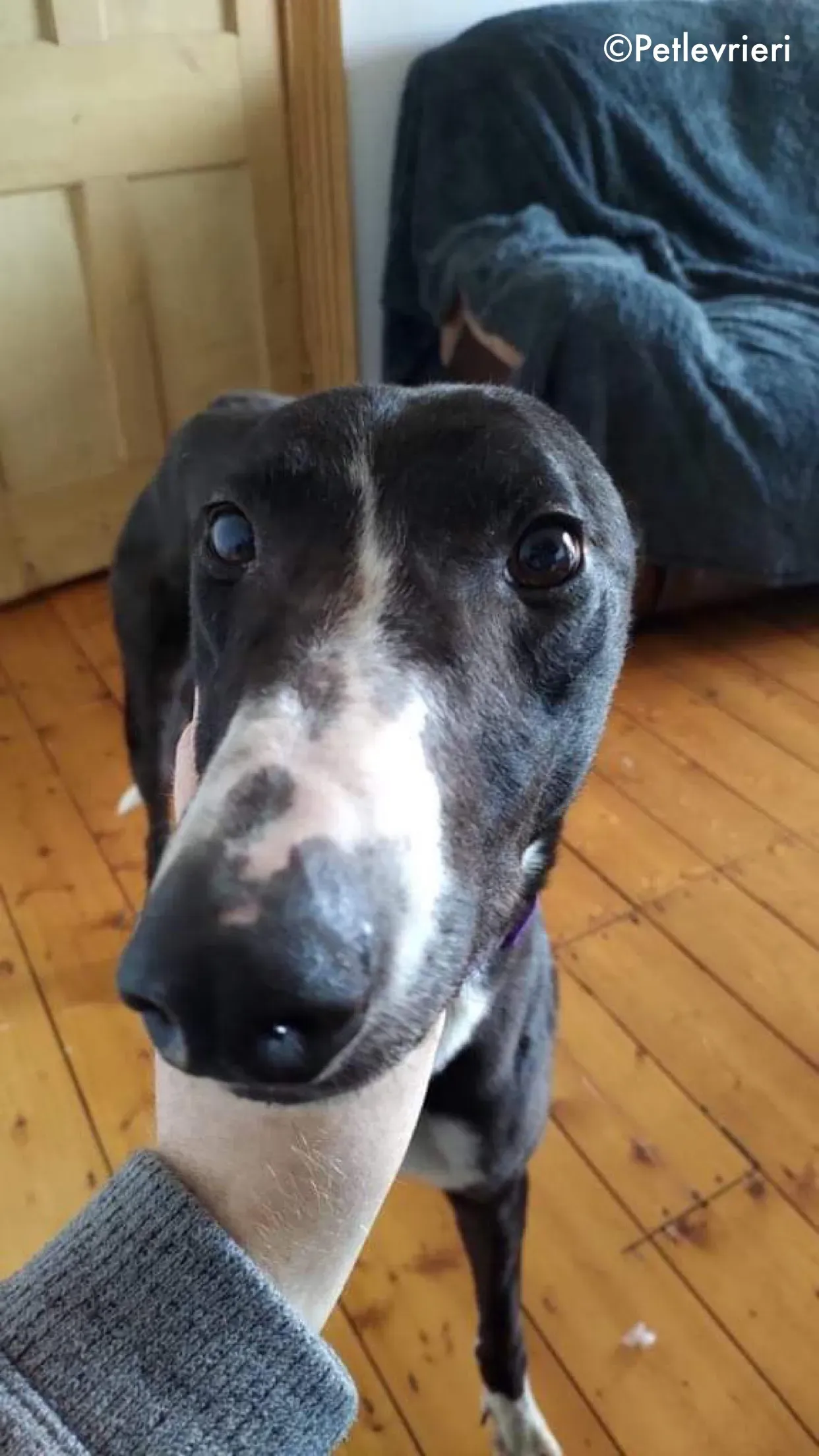 fabinho adozione levrieri greyhound 4 1