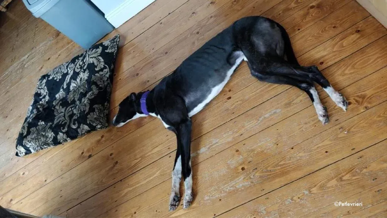 fabinho adozione levrieri greyhound 5 1