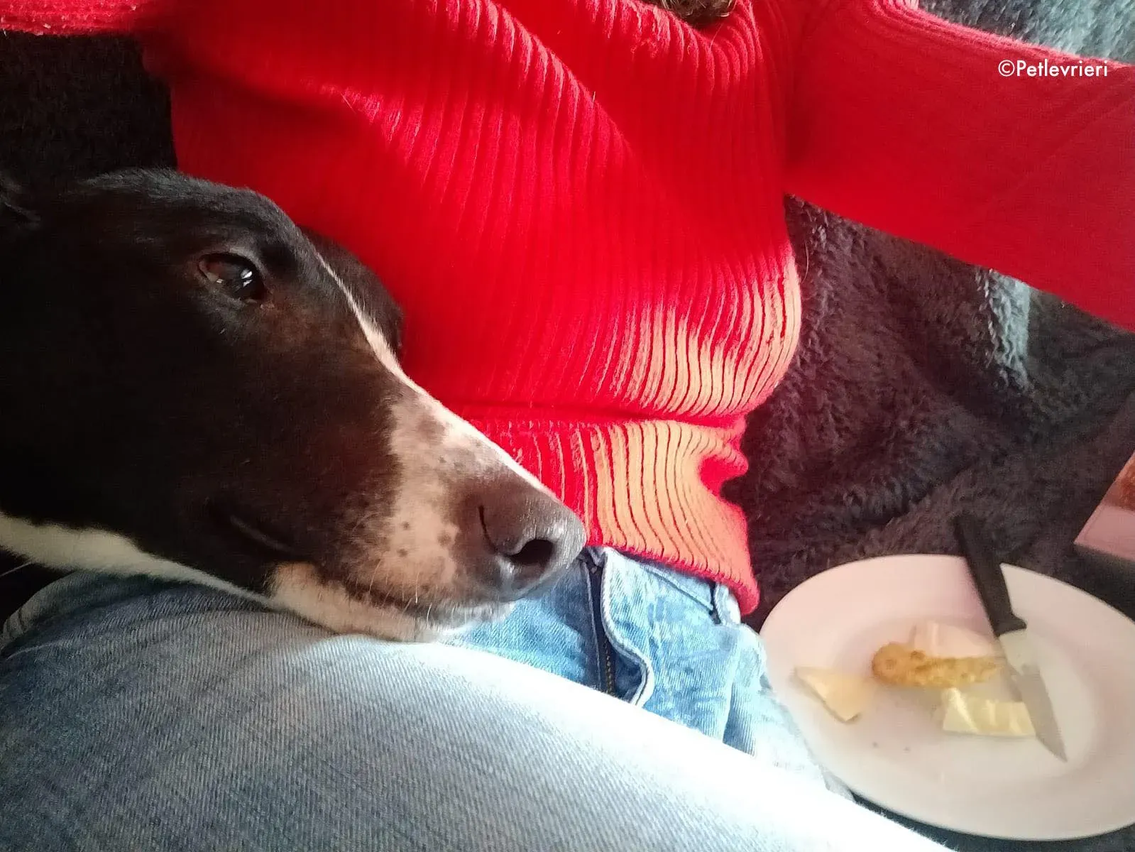 fabinho adozione levrieri greyhound 6 1