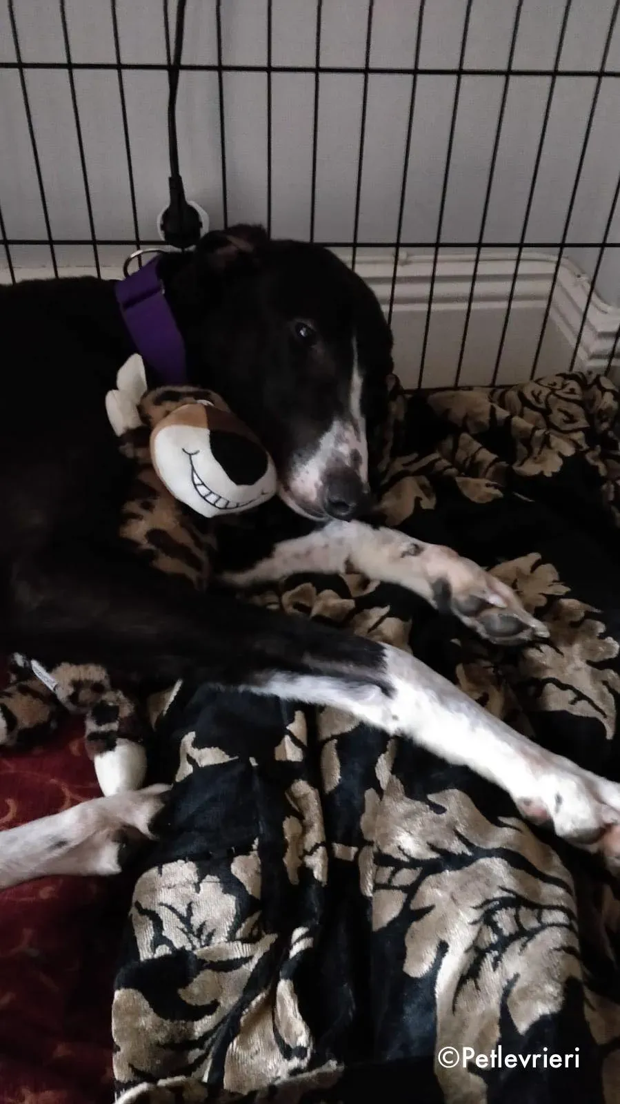 fabinho adozione levrieri greyhound 7 1