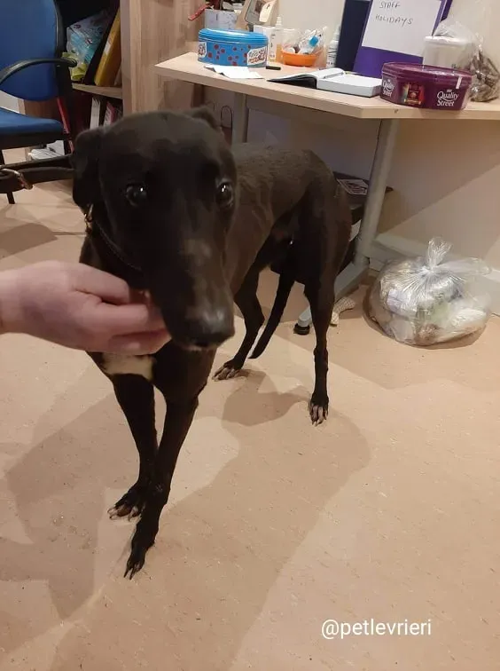 fairy adozione greyhound 1