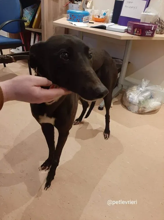 fairy adozione greyhound 2