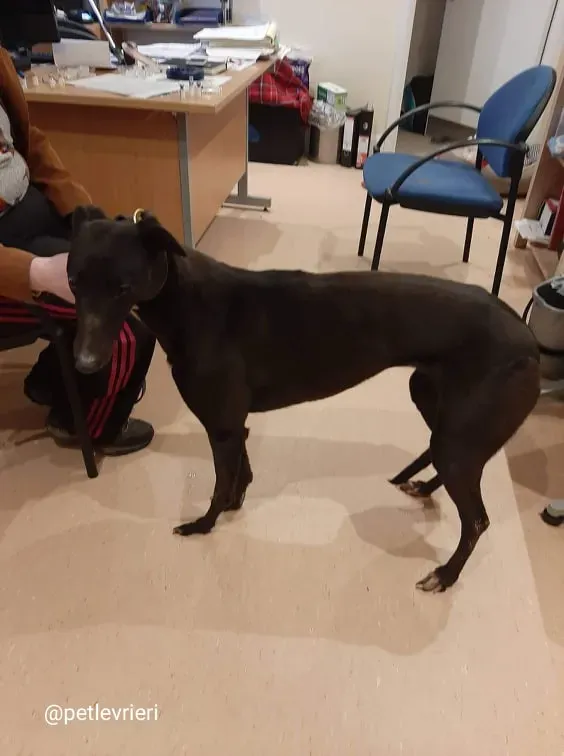 fairy adozione greyhound 3