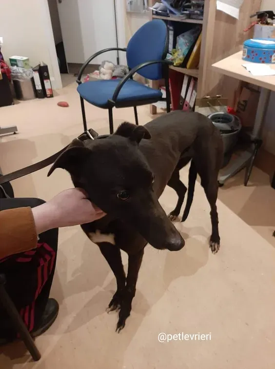 fairy adozione greyhound