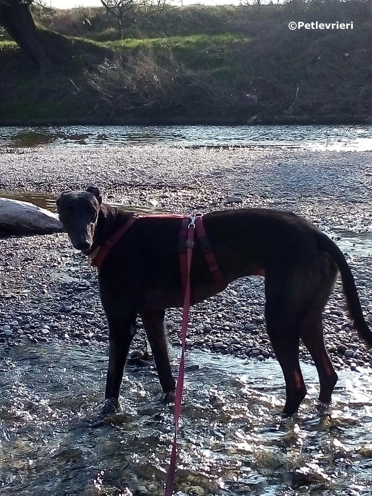 fairy lamma adozione greyhound macao 1 1