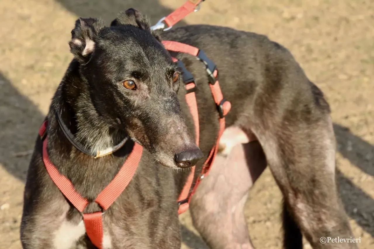 fairy lamma adozione greyhound macao 1