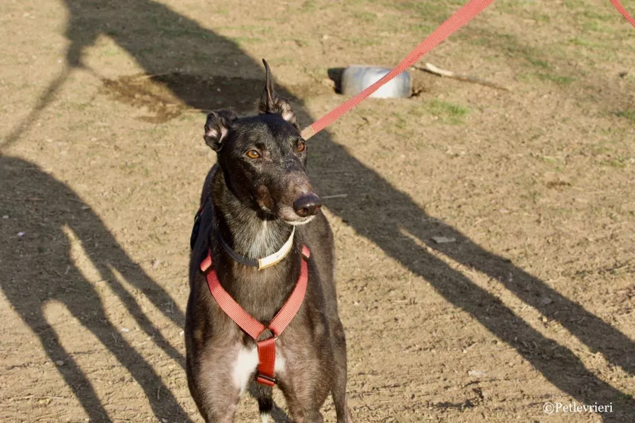 fairy lamma adozione greyhound macao 10