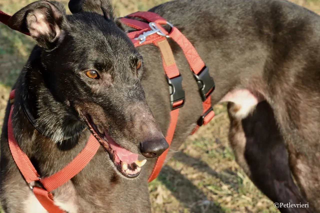 fairy lamma adozione greyhound macao 12