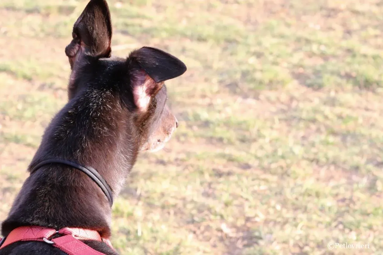 fairy lamma adozione greyhound macao 13