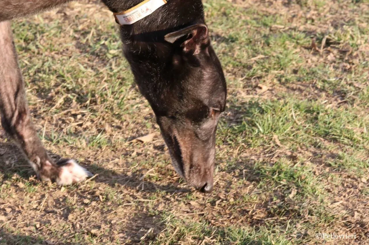 fairy lamma adozione greyhound macao 14