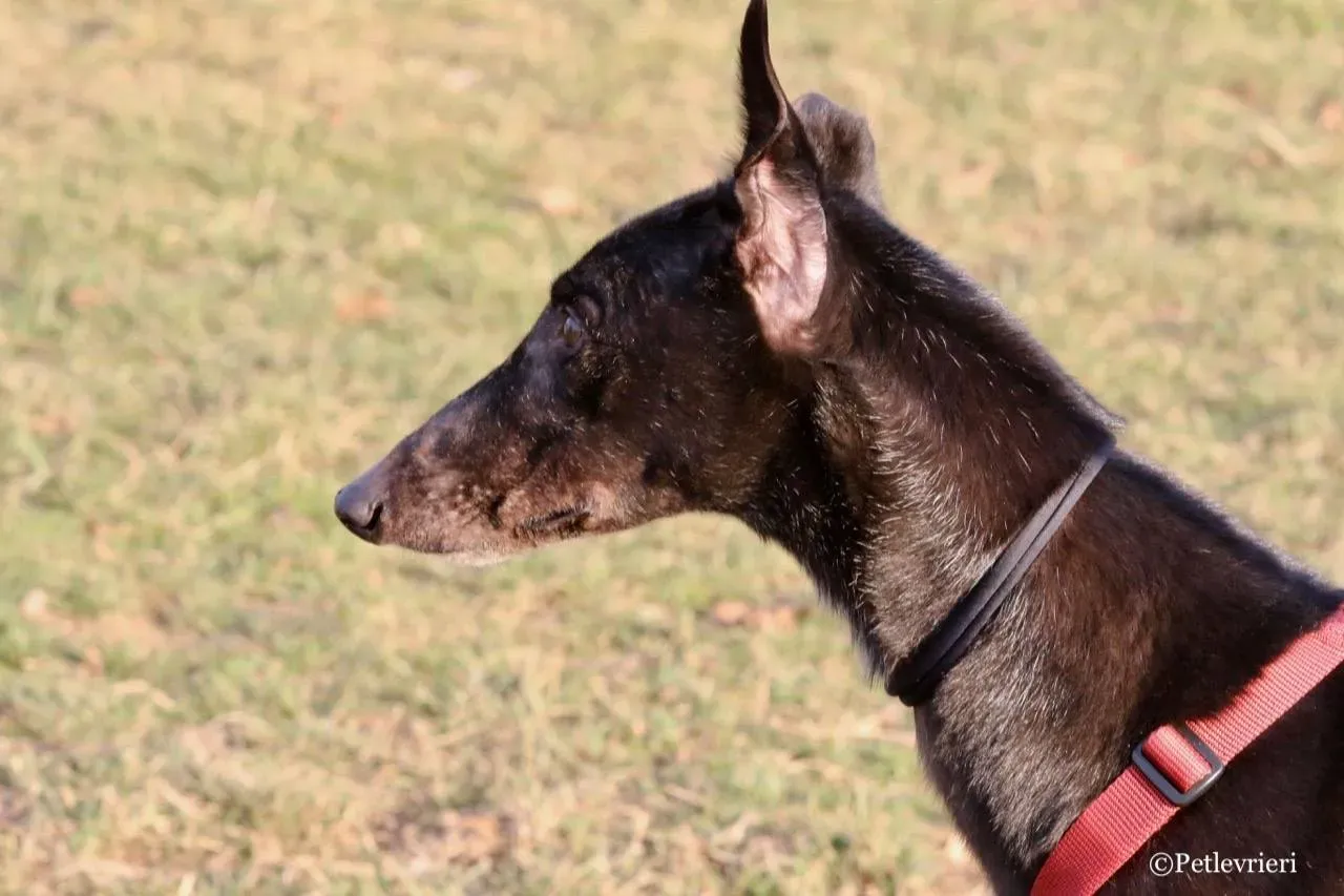 fairy lamma adozione greyhound macao 15