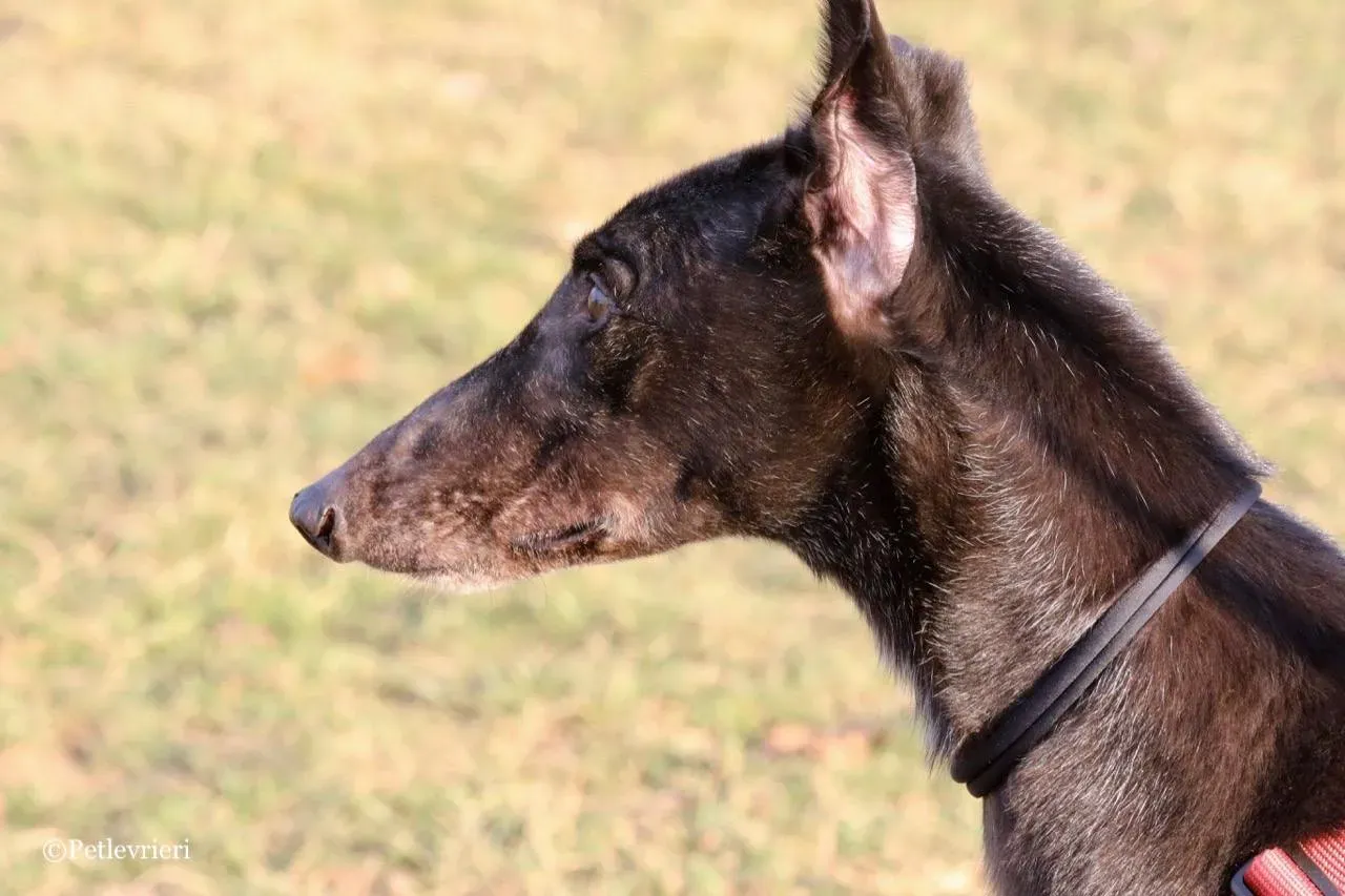 fairy lamma adozione greyhound macao 16
