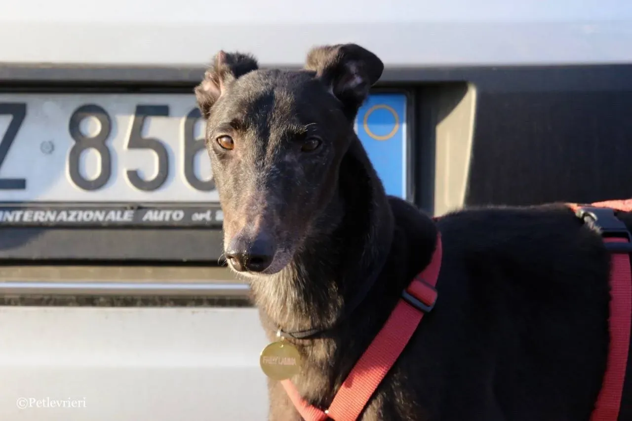 fairy lamma adozione greyhound macao 17