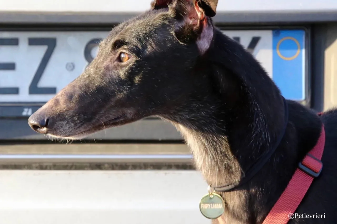 fairy lamma adozione greyhound macao 18