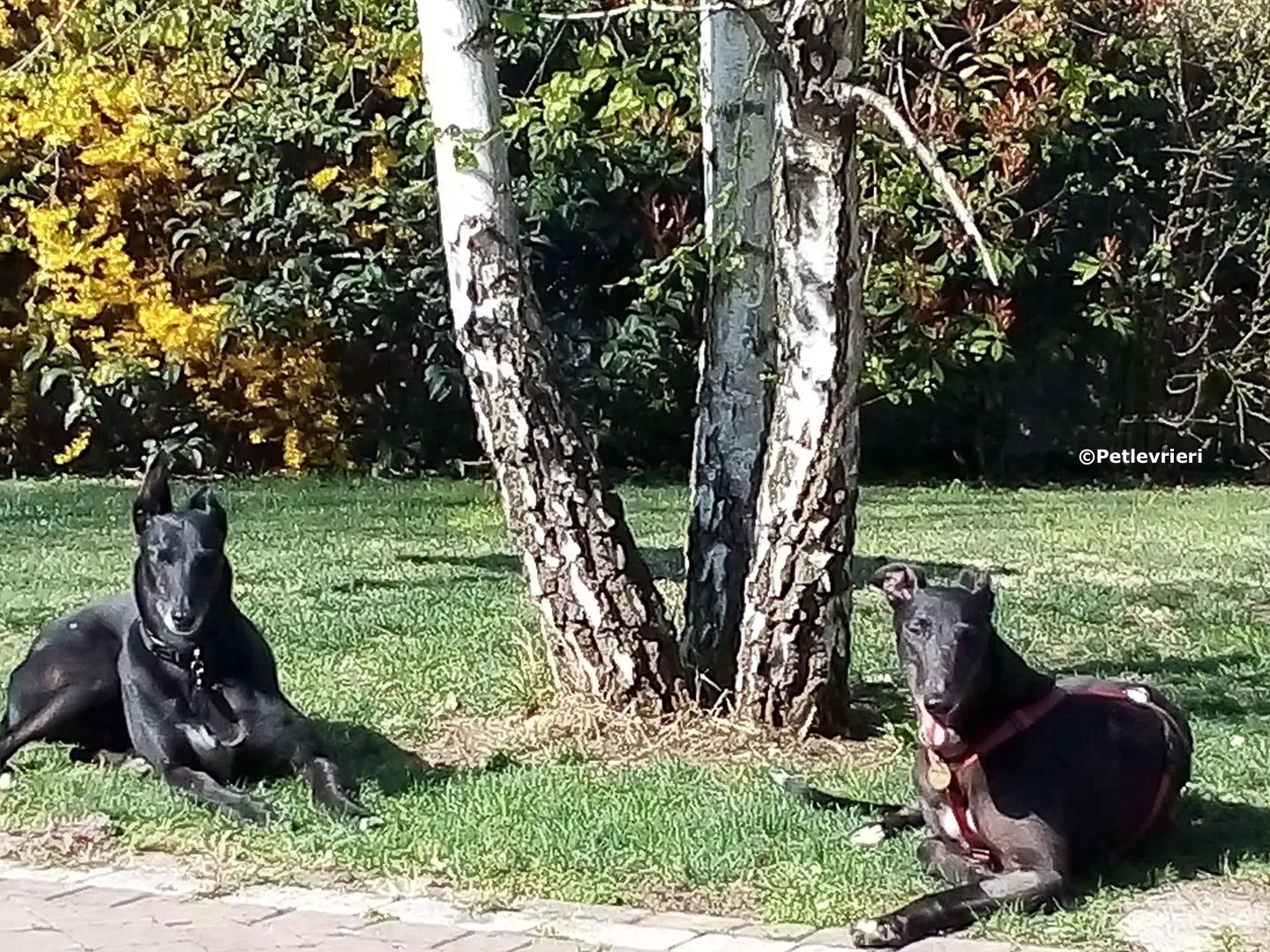 fairy lamma adozione greyhound macao 19