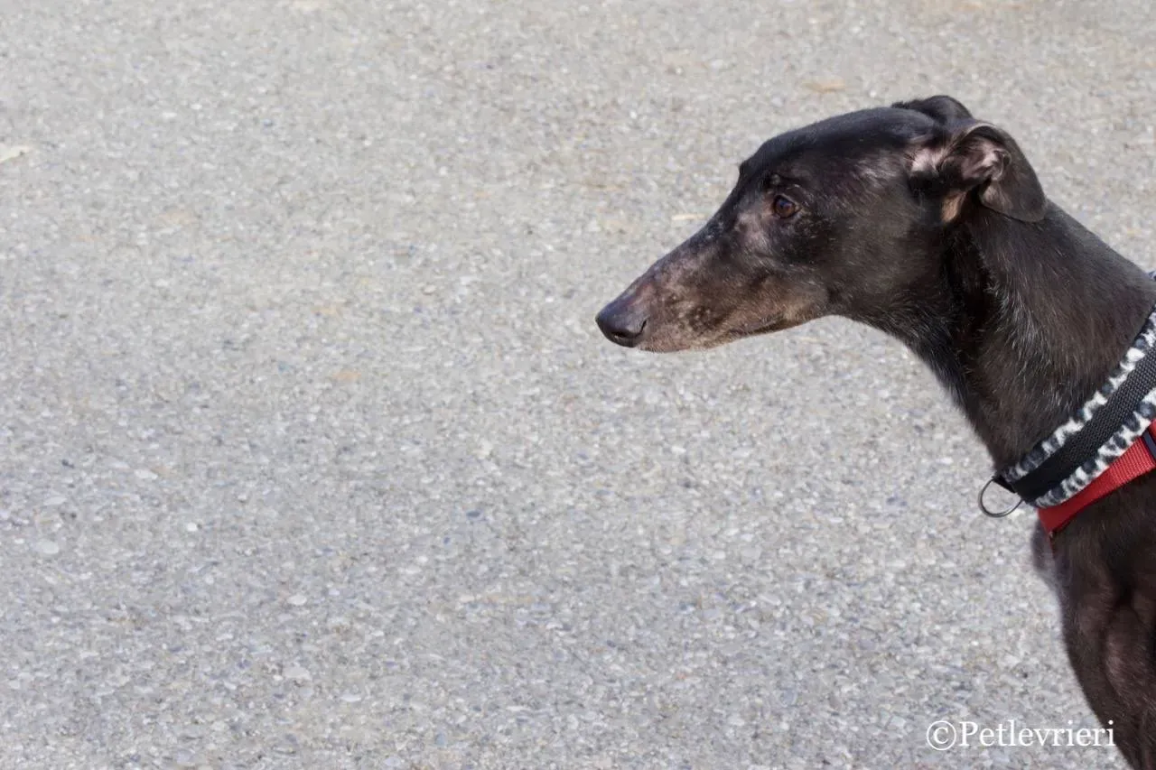 fairy lamma adozione greyhound macao 2