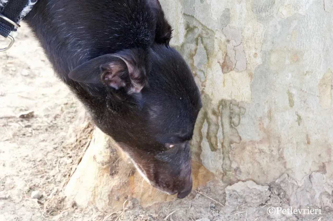 fairy lamma adozione greyhound macao 3