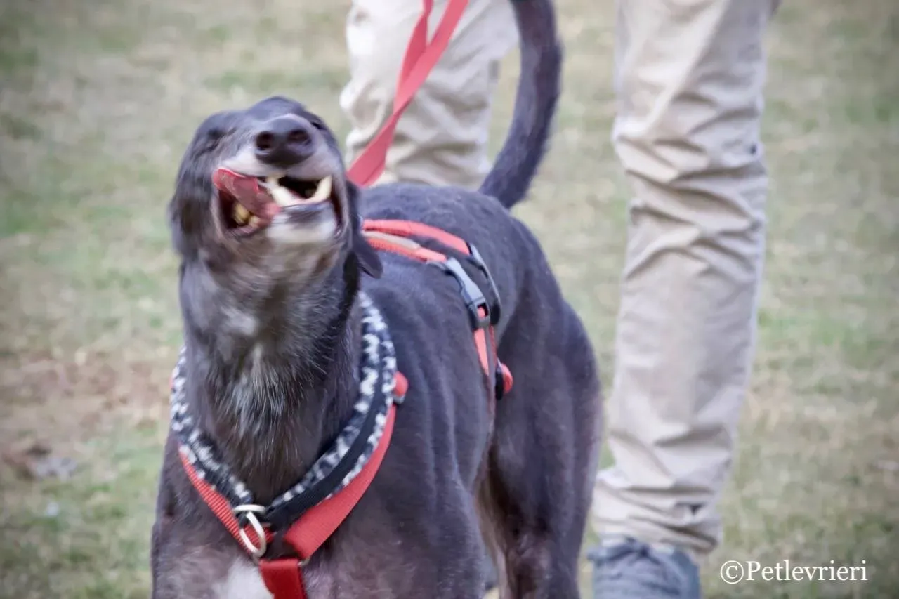 fairy lamma adozione greyhound macao 4
