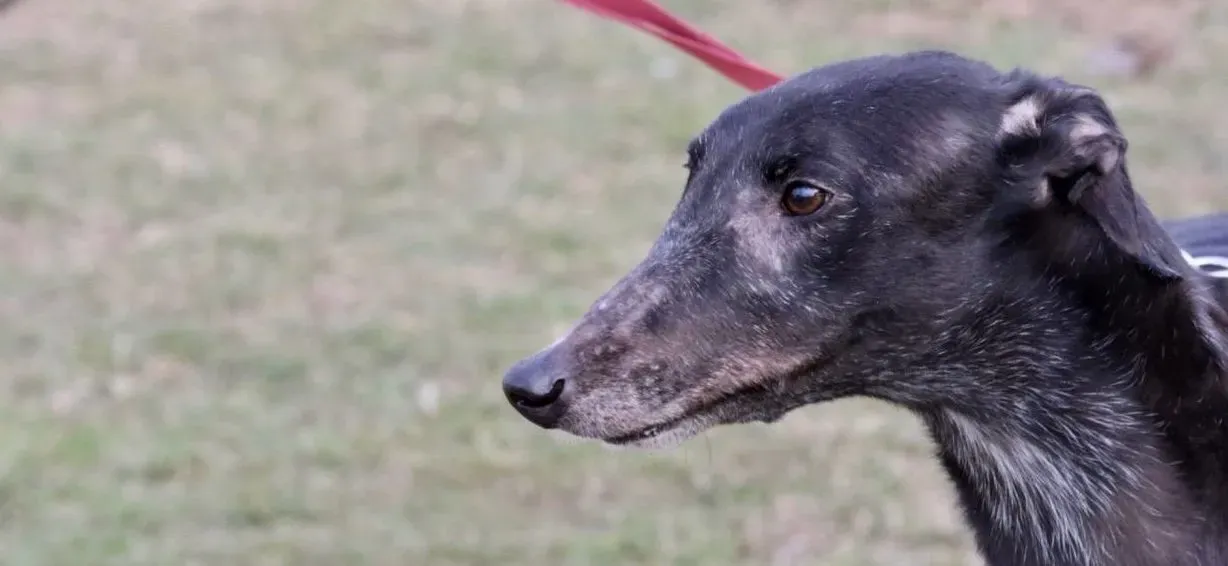 fairy lamma adozione greyhound macao 5 e1551358245305