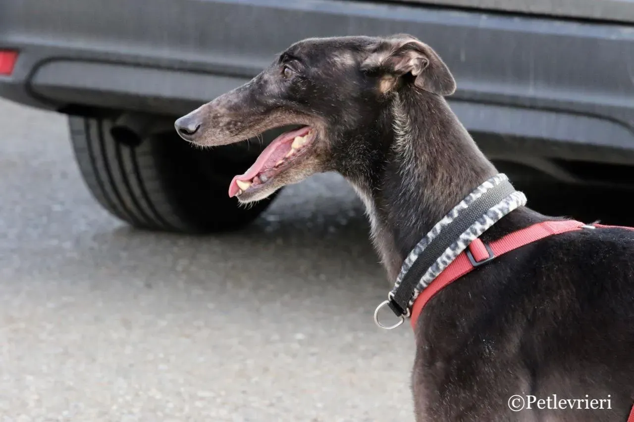fairy lamma adozione greyhound macao 6