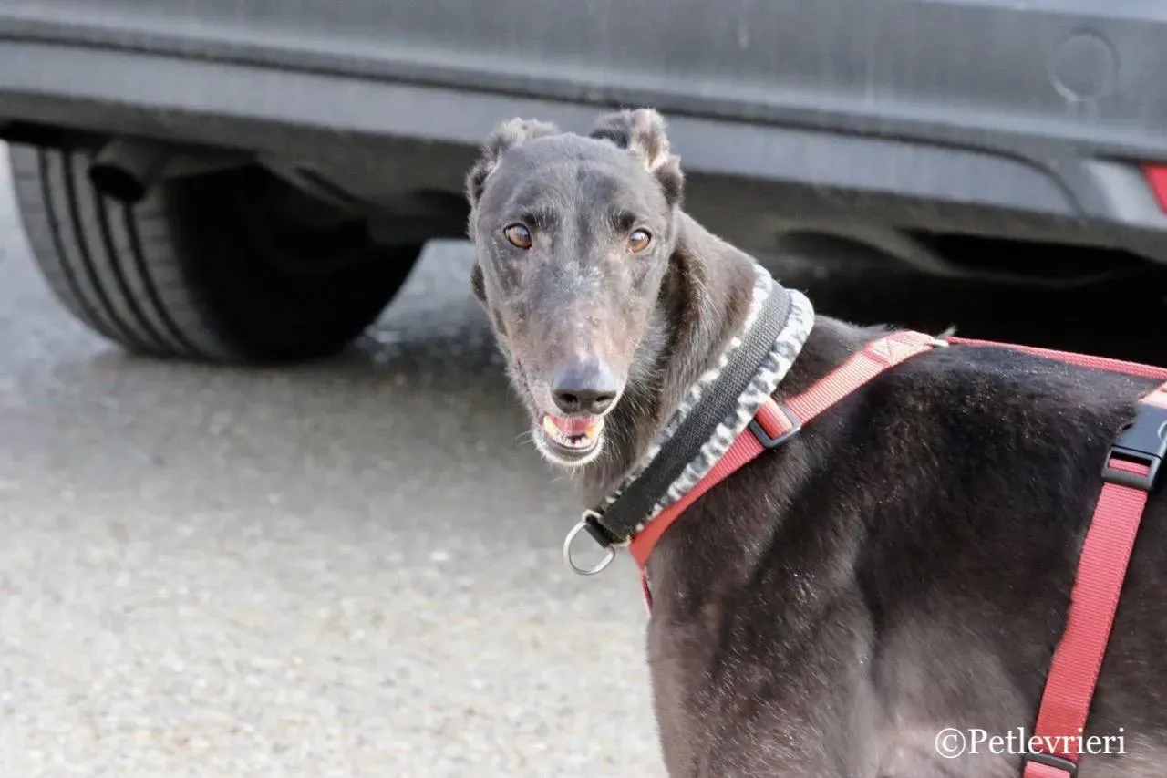 fairy lamma adozione greyhound macao 7