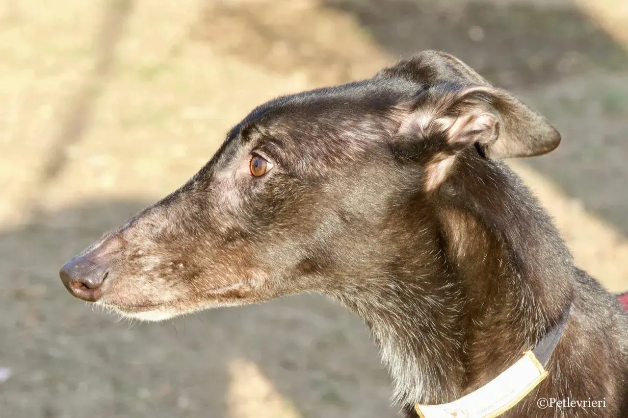 fairy lamma adozione greyhound macao 8
