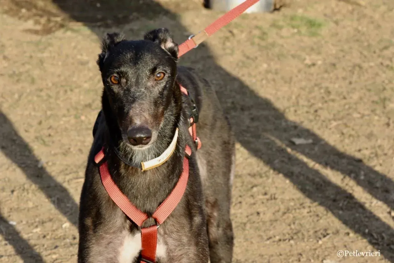 fairy lamma adozione greyhound macao 9