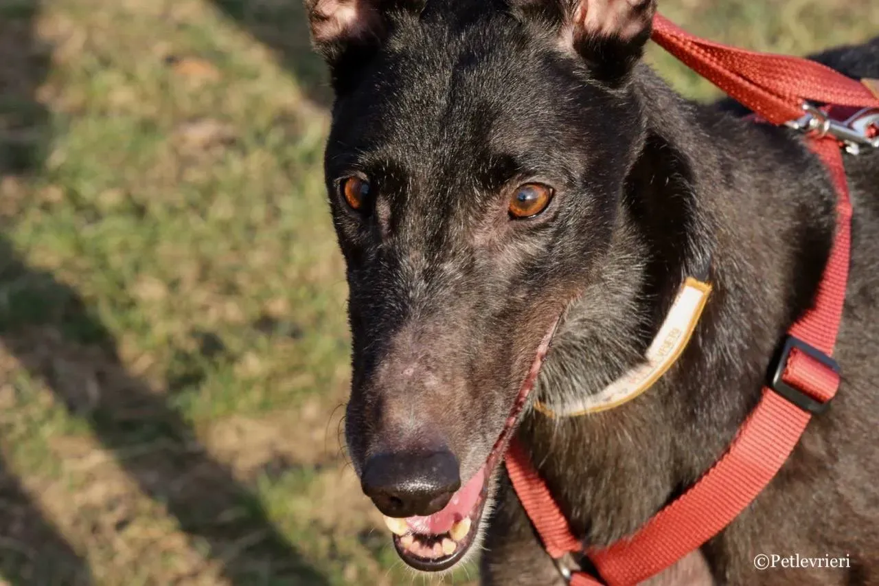 fairy lamma adozione greyhound macao