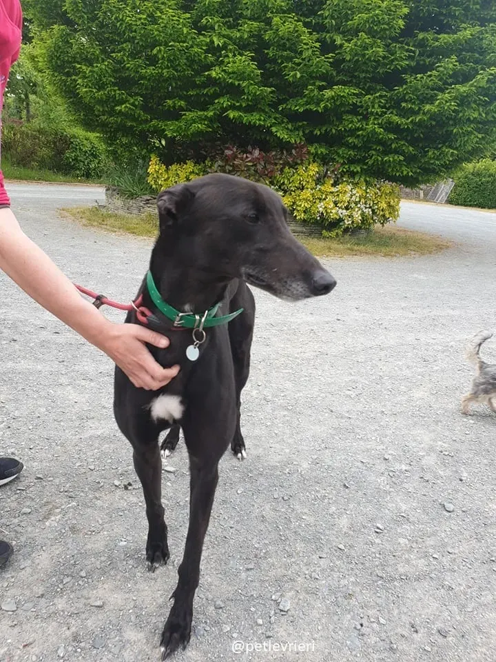 falcon adozione greyhound 1 1