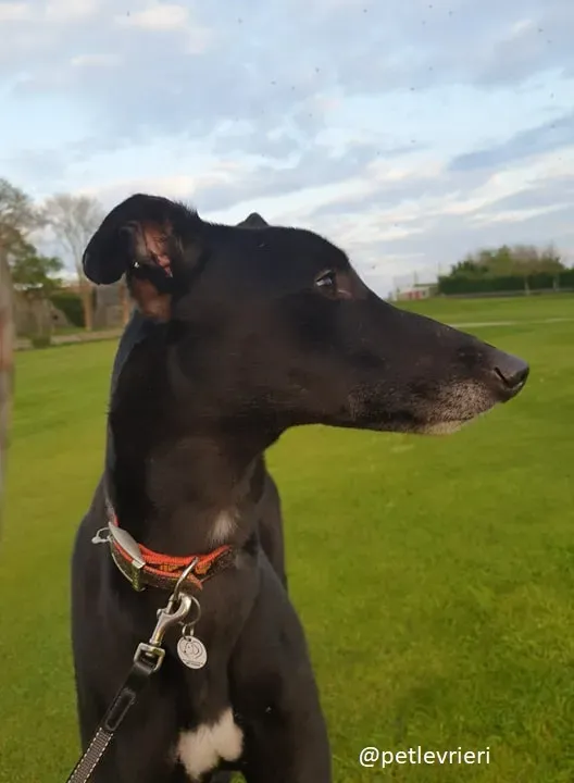 falcon adozione greyhound 1