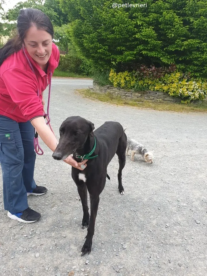 falcon adozione greyhound 3