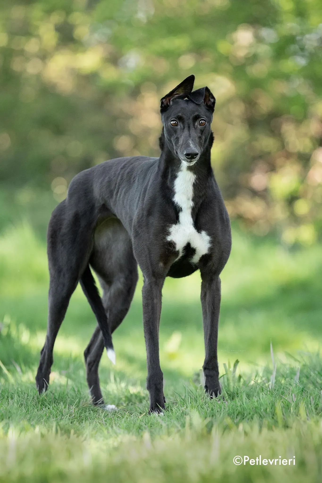 fancy adozione levrieri greyhound 1