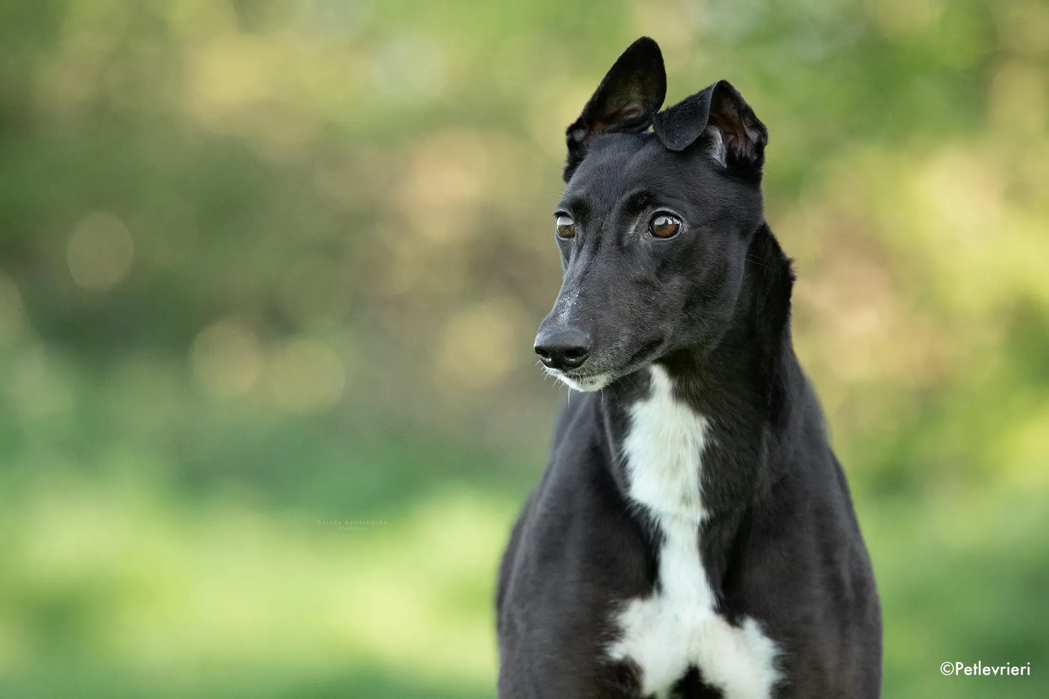 fancy adozione levrieri greyhound 2