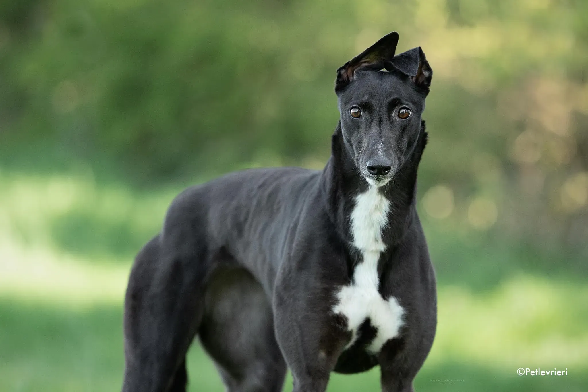 fancy adozione levrieri greyhound 3