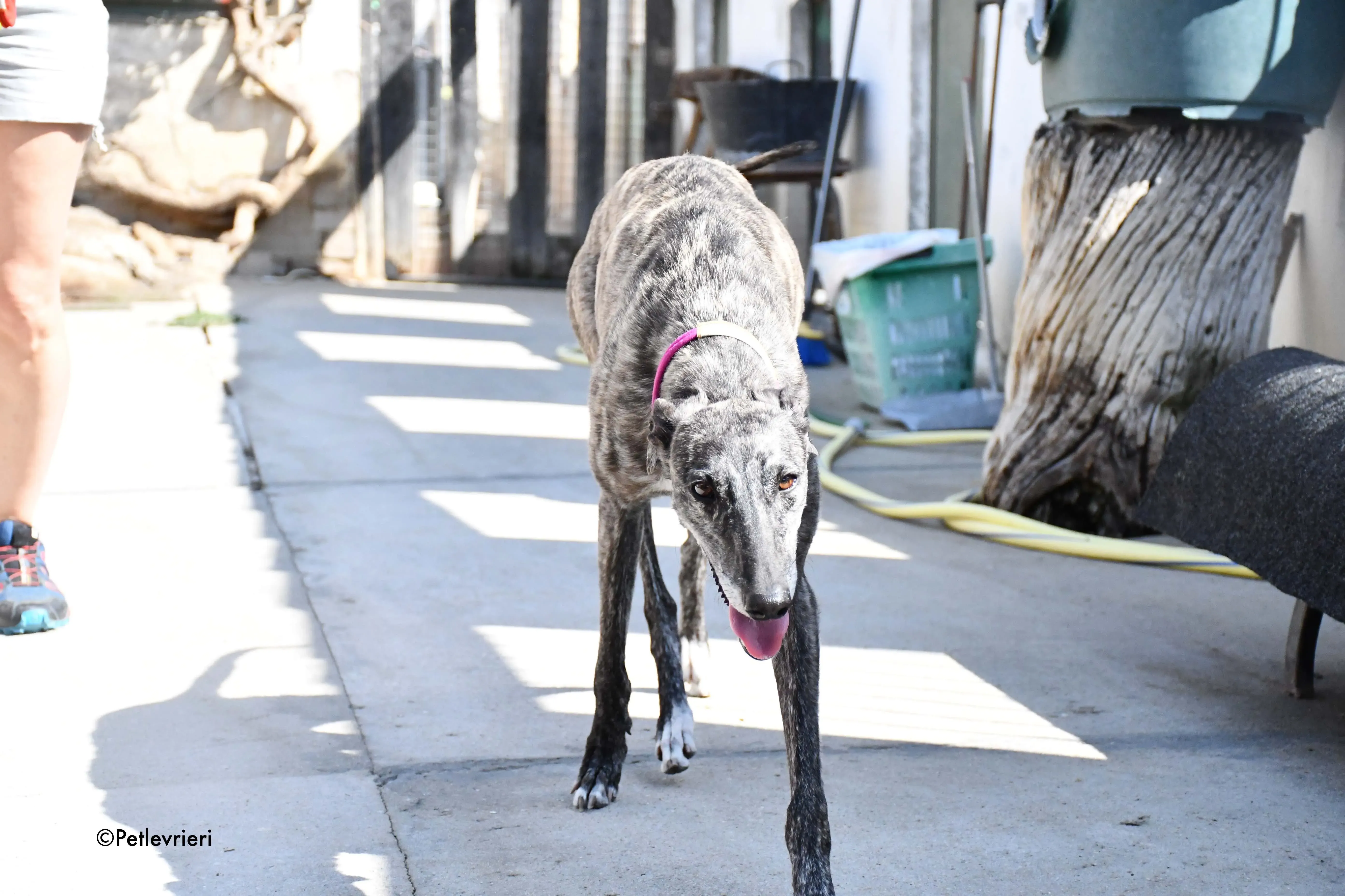 fanta adozione levrieri galgo 1