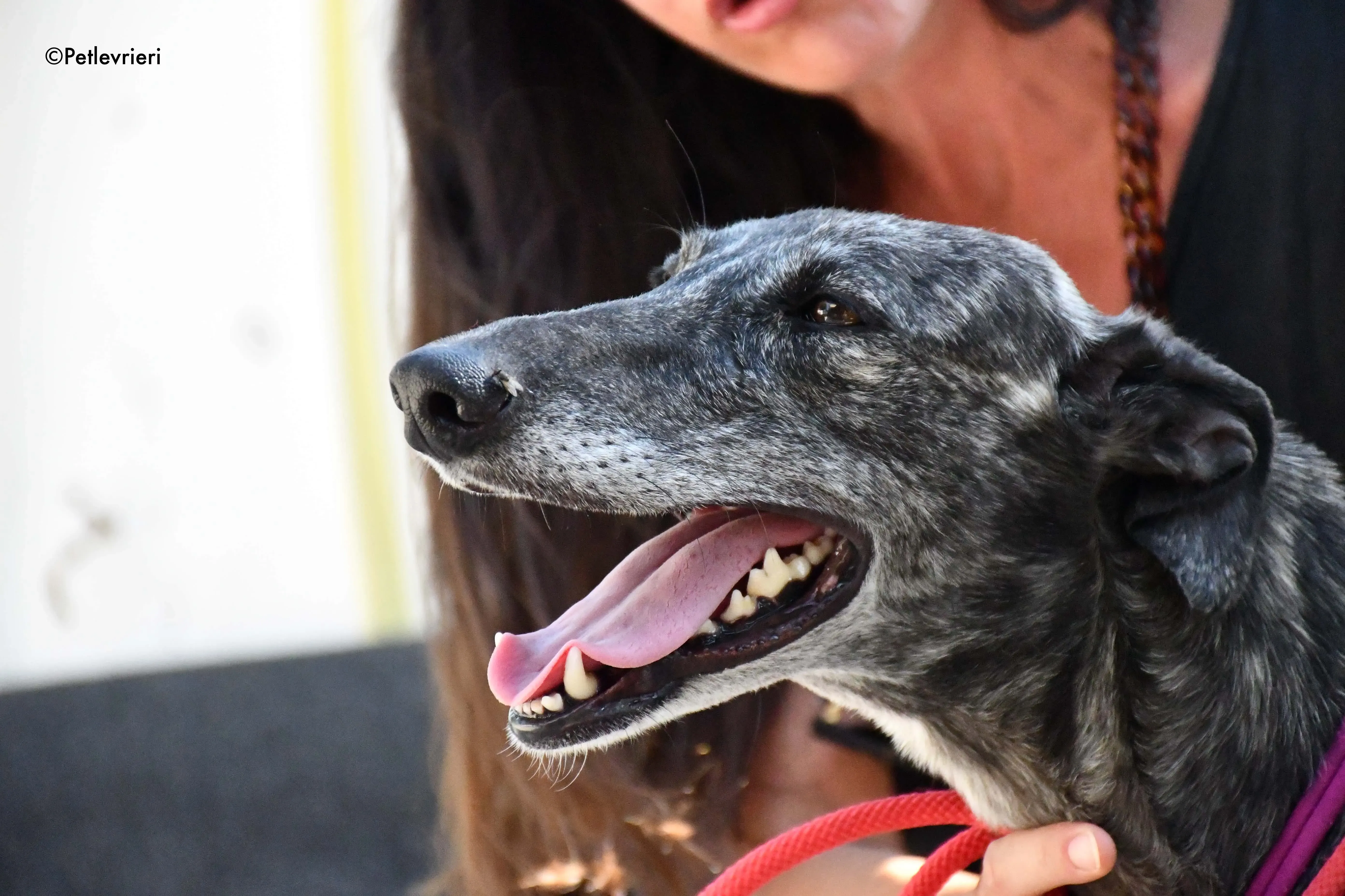 fanta adozione levrieri galgo 10