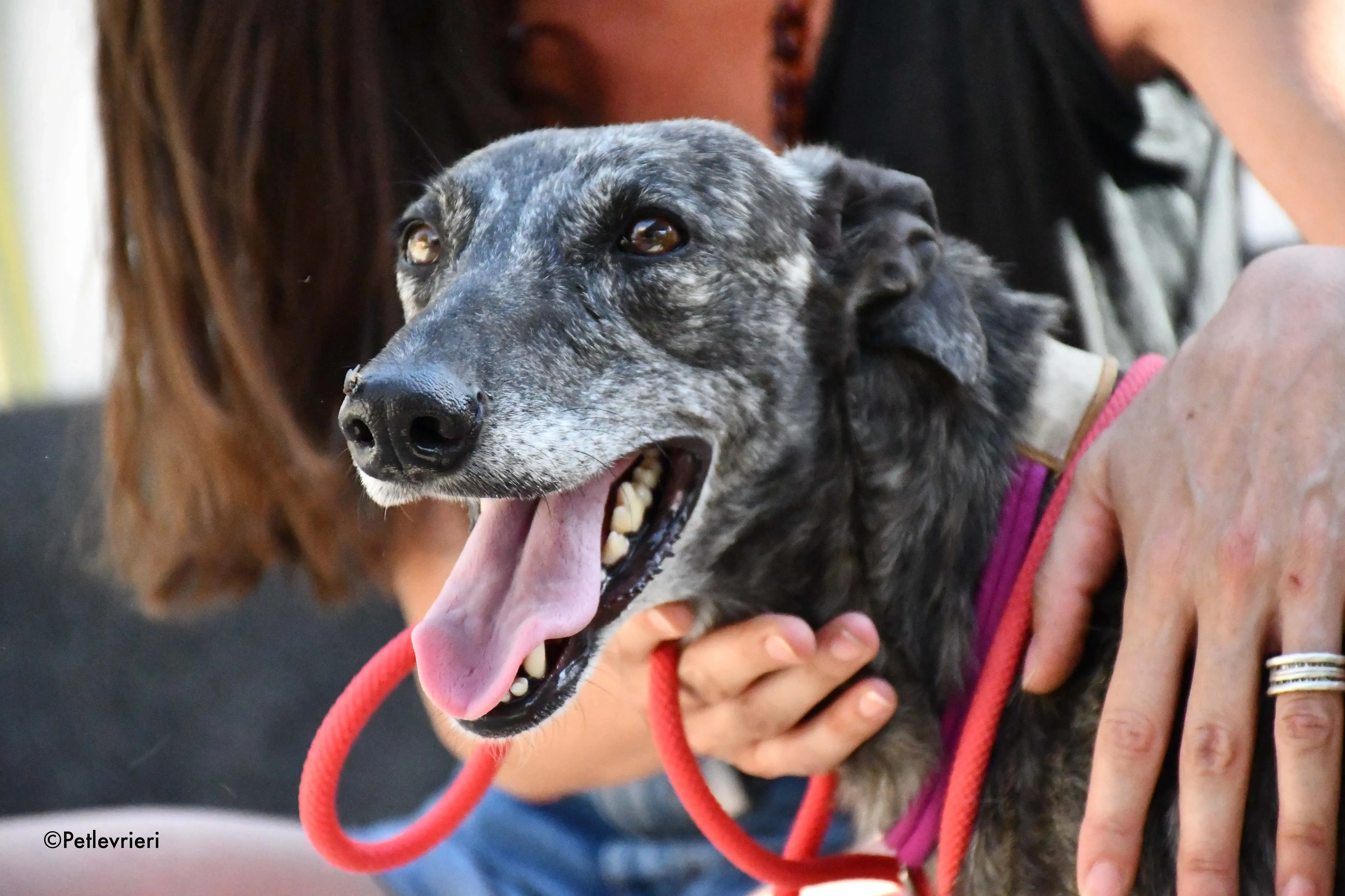 fanta adozione levrieri galgo 11