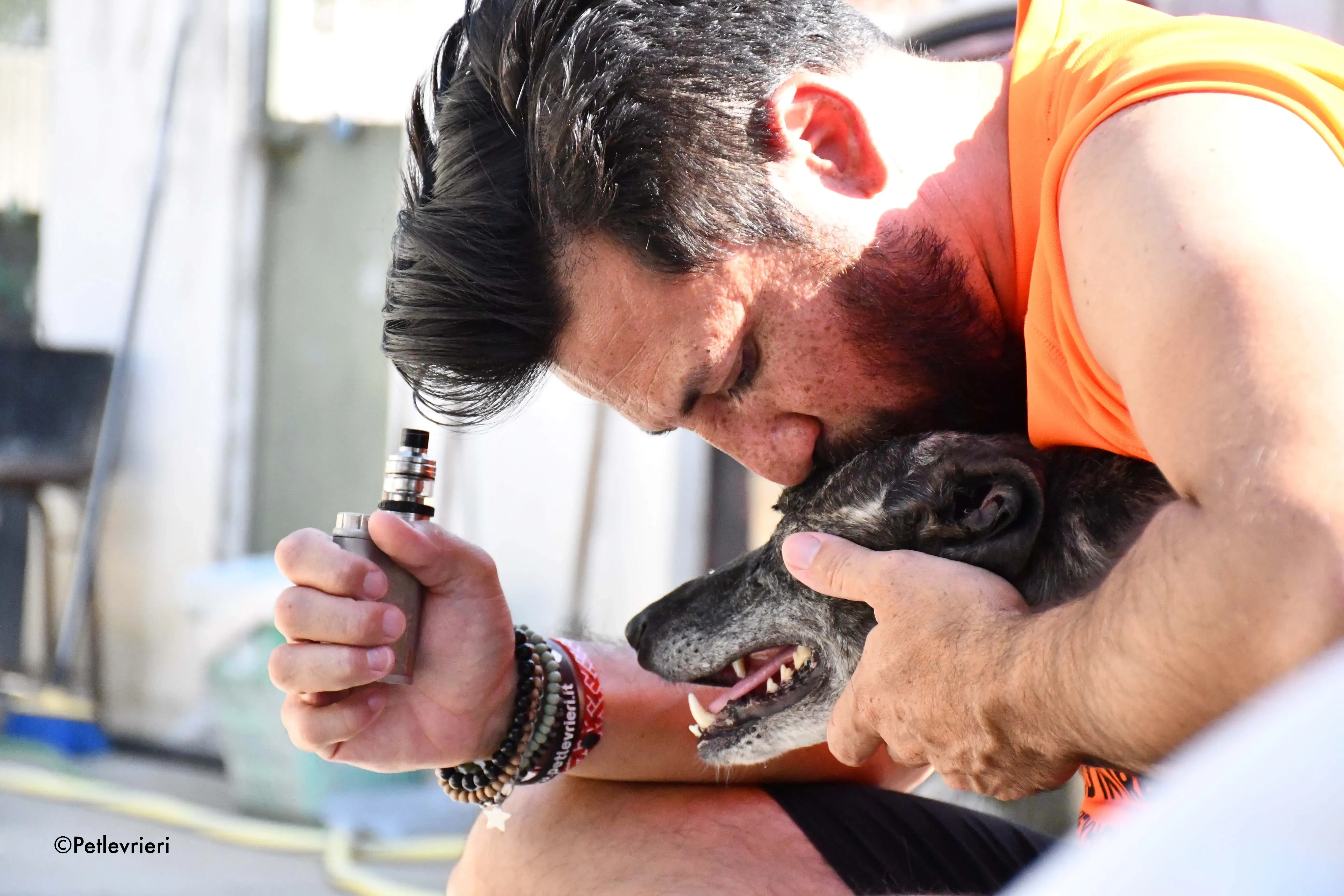 fanta adozione levrieri galgo 12