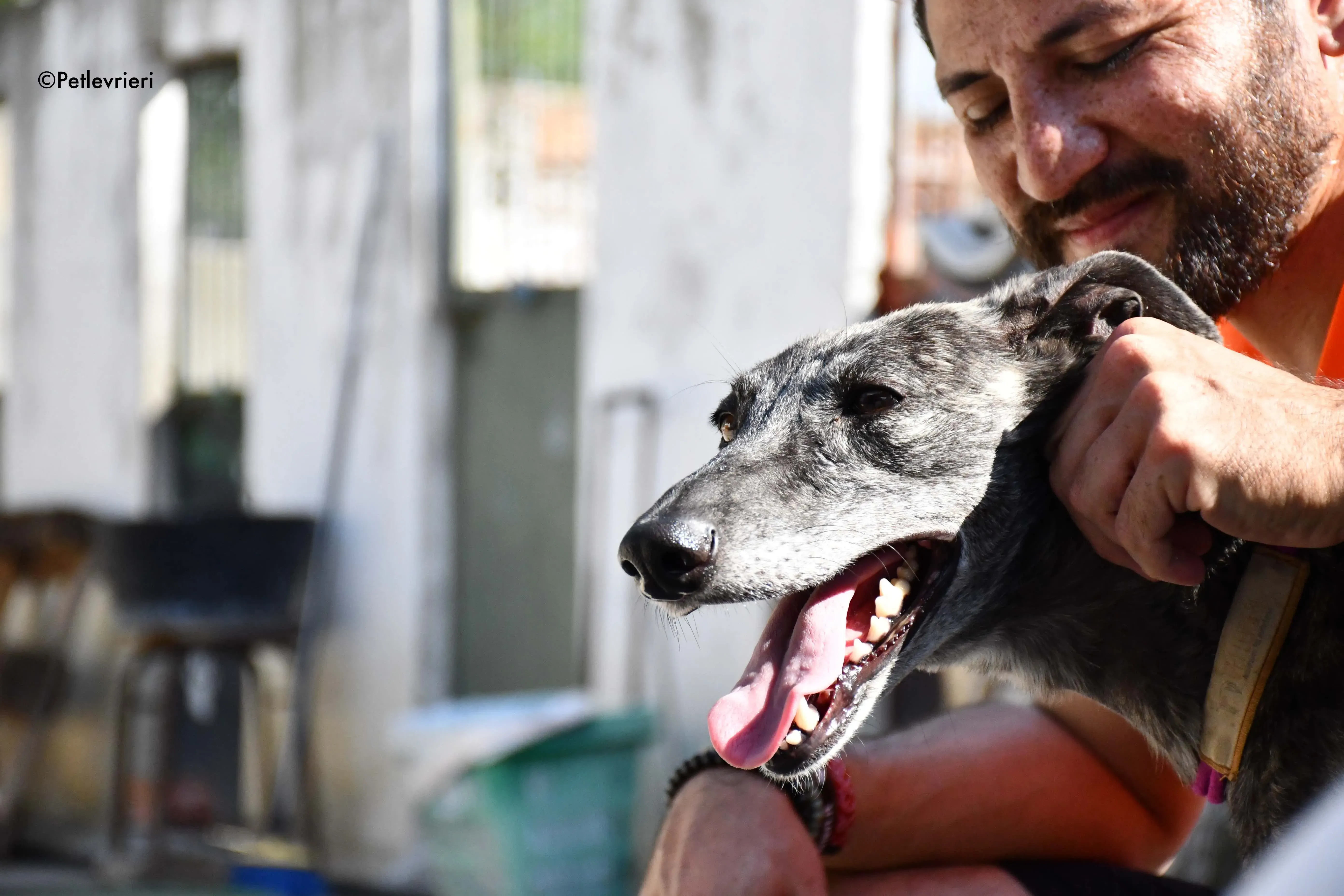 fanta adozione levrieri galgo 13