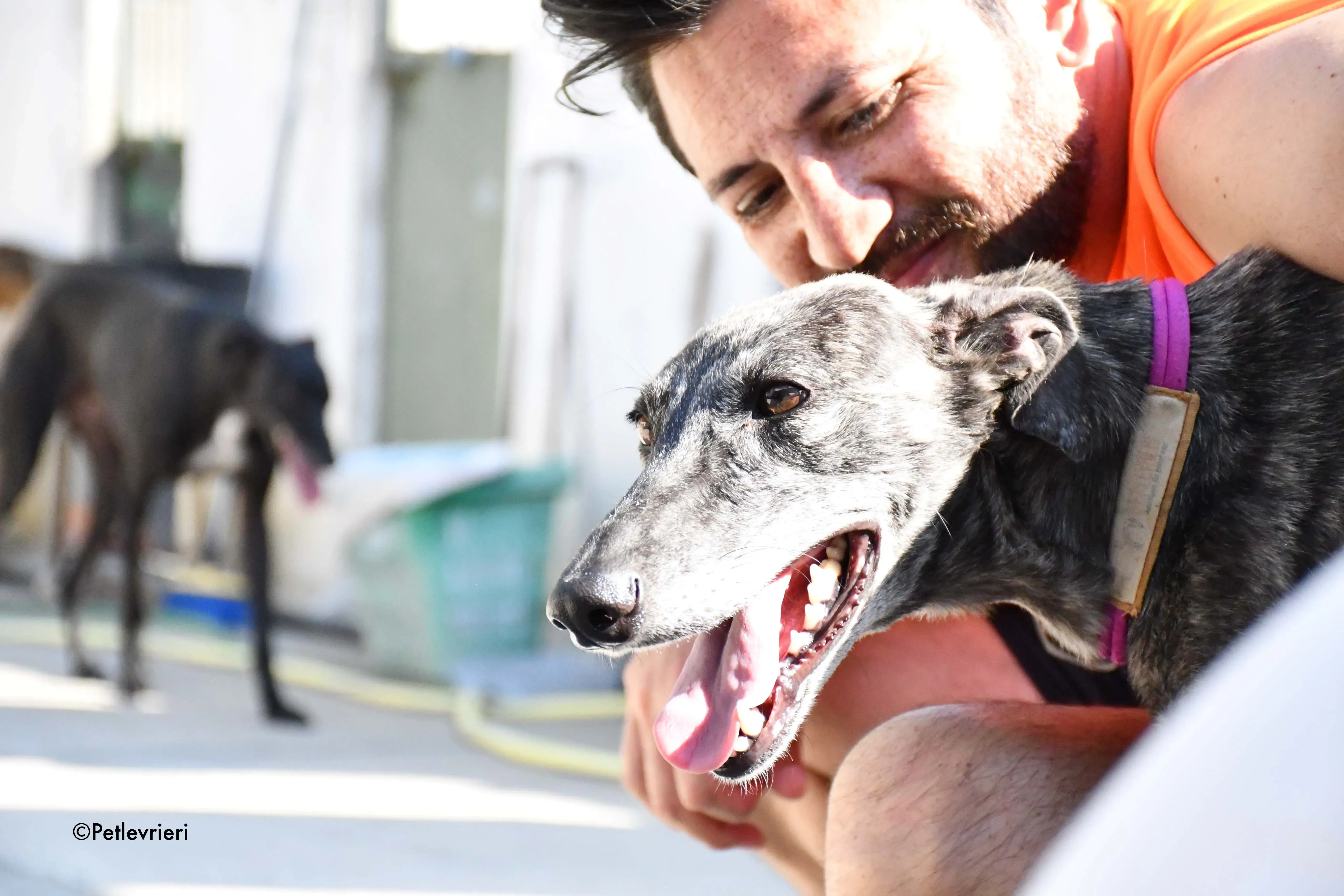 fanta adozione levrieri galgo 14