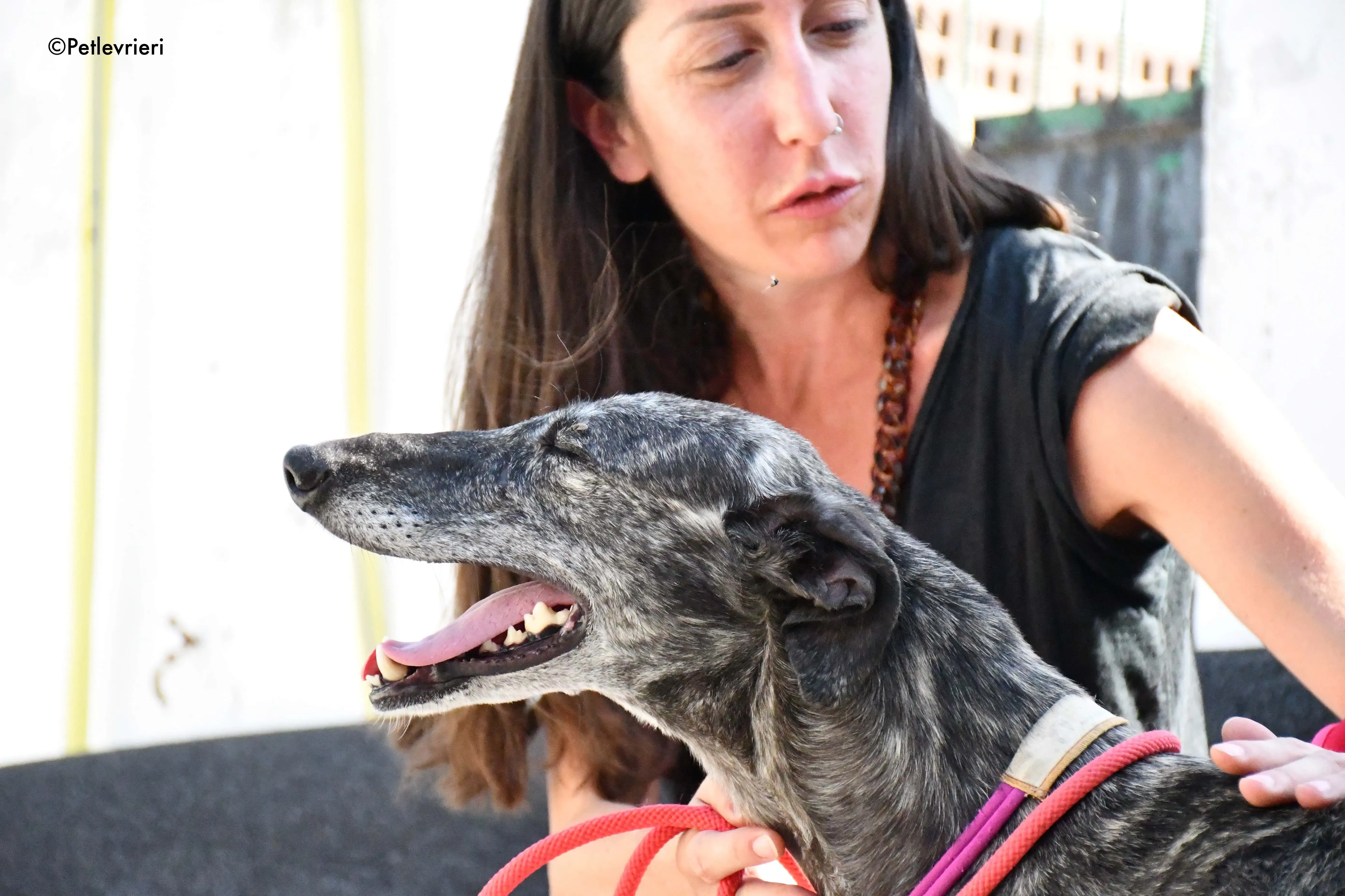 fanta adozione levrieri galgo 15