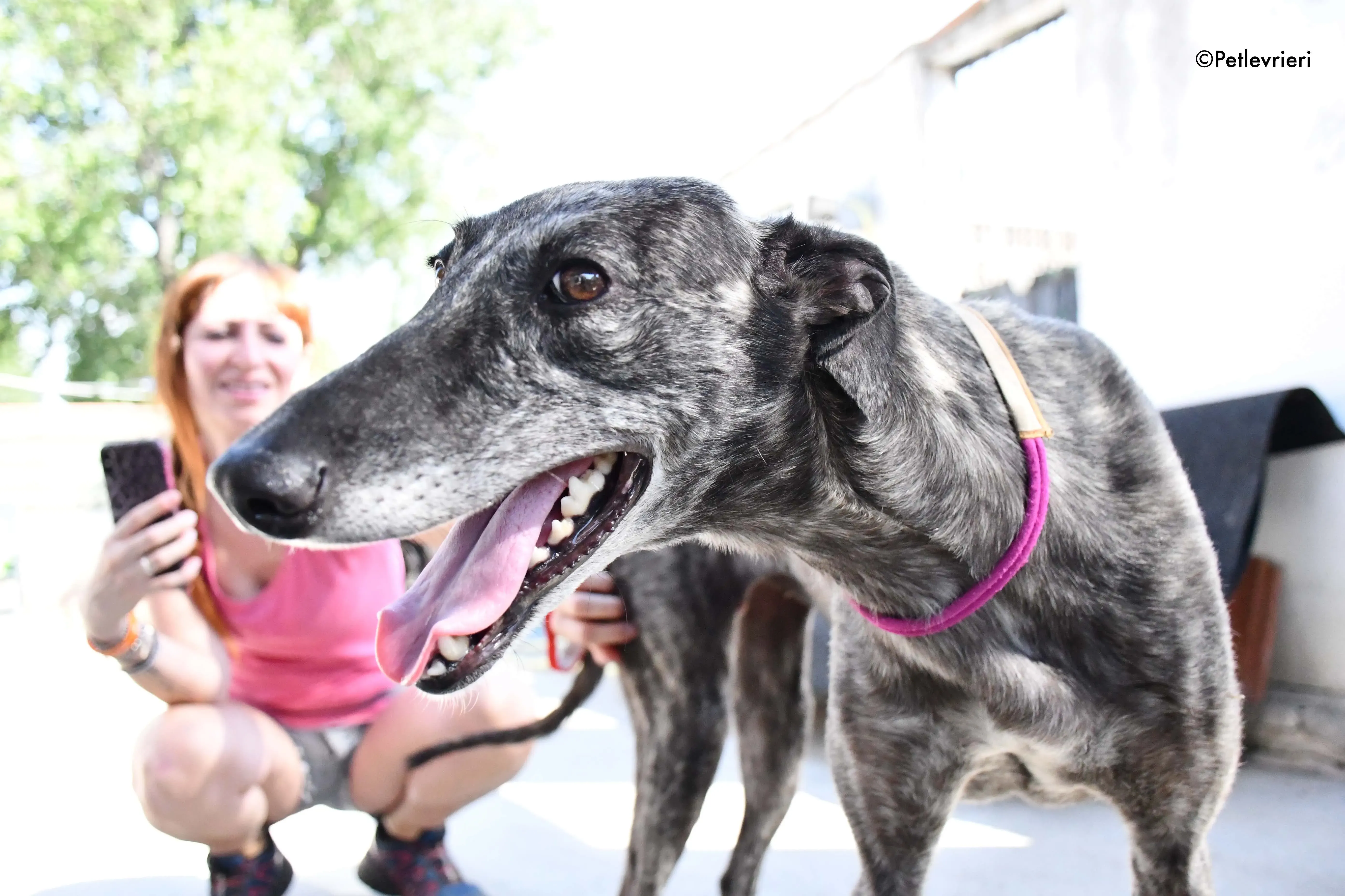 fanta adozione levrieri galgo 2
