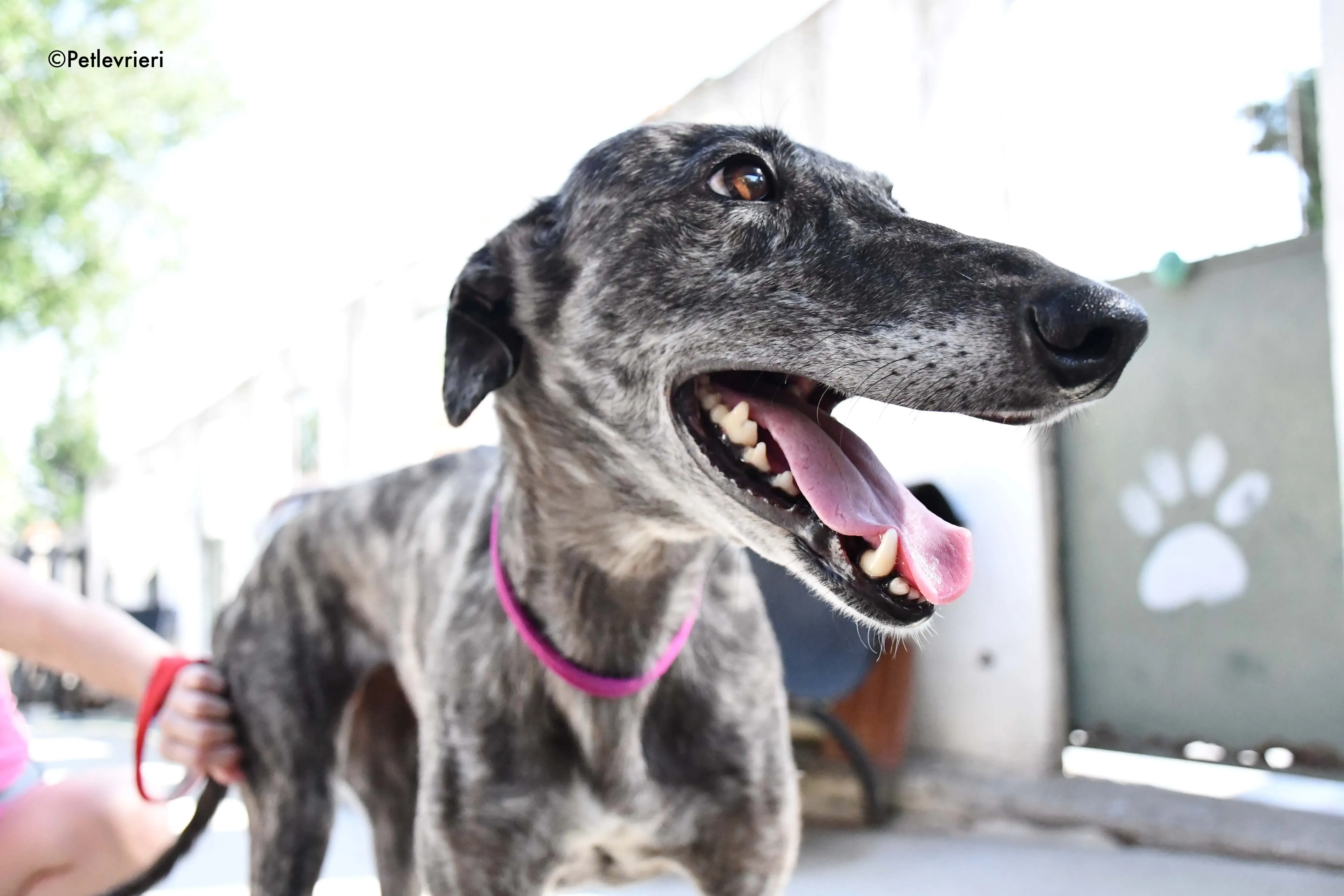fanta adozione levrieri galgo 3