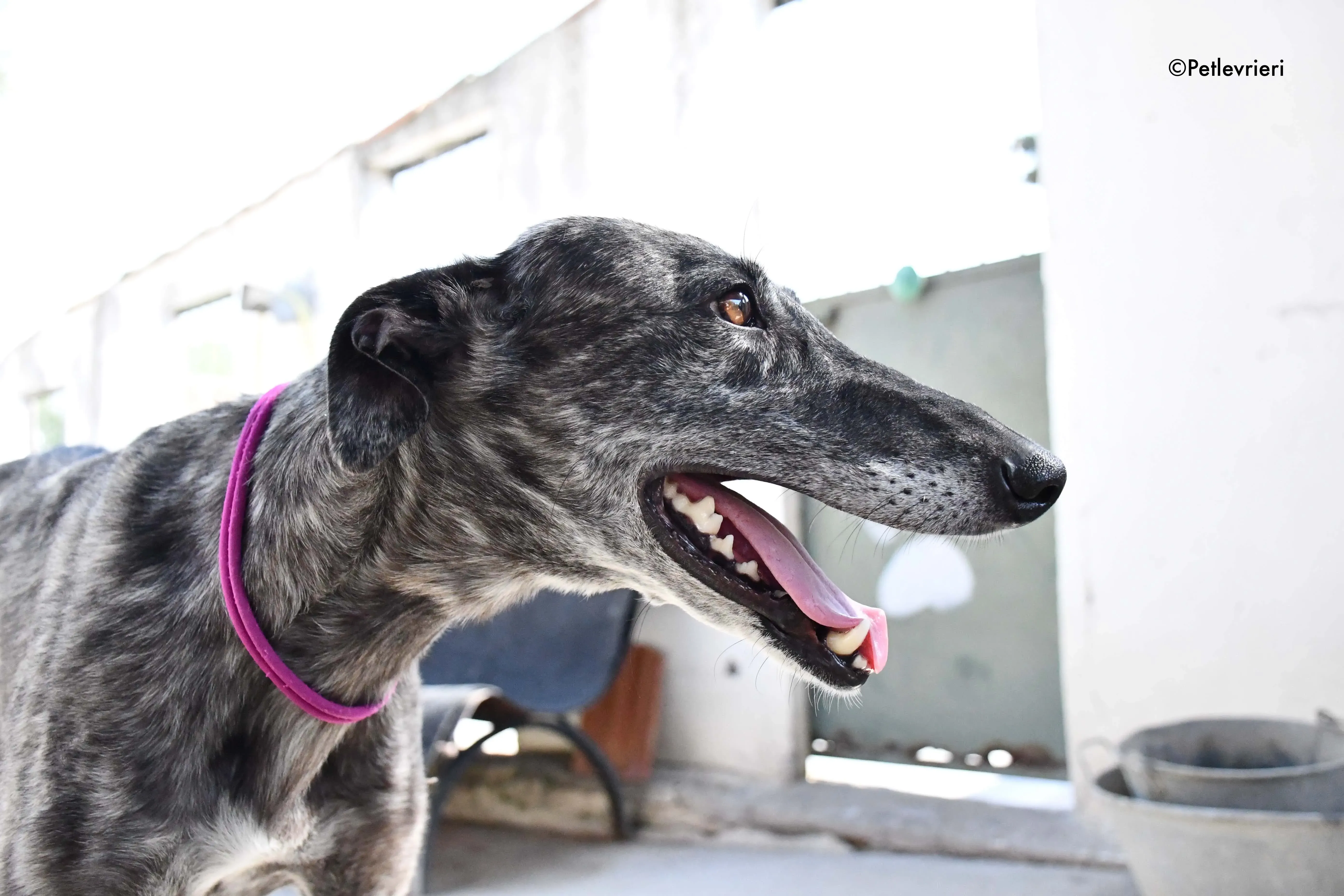 fanta adozione levrieri galgo 4